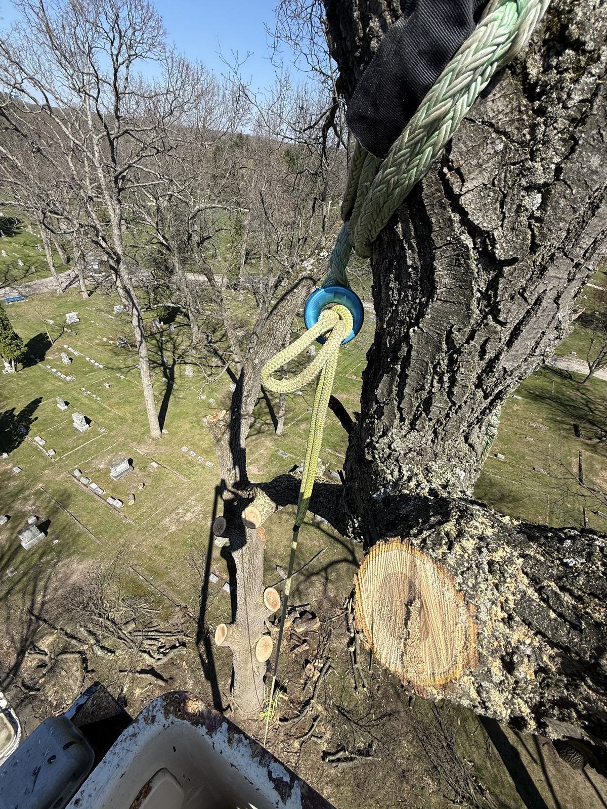 Arborist roped and rigged, trimming and pruning a tree in West Michigan